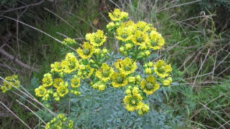 Ruta chalepensis